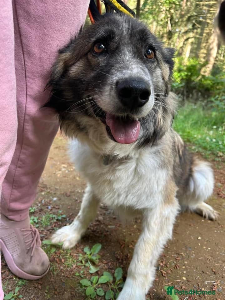 Hilda - Norwich Norfolk photo 36