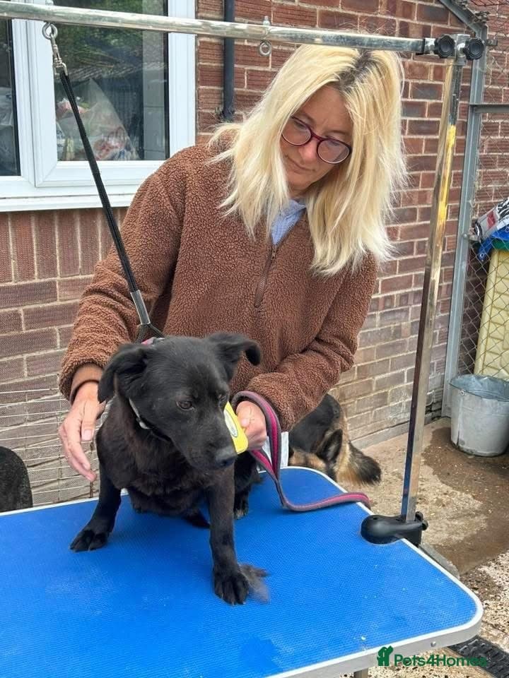 Blossy - Norwich Norfolk photo 11