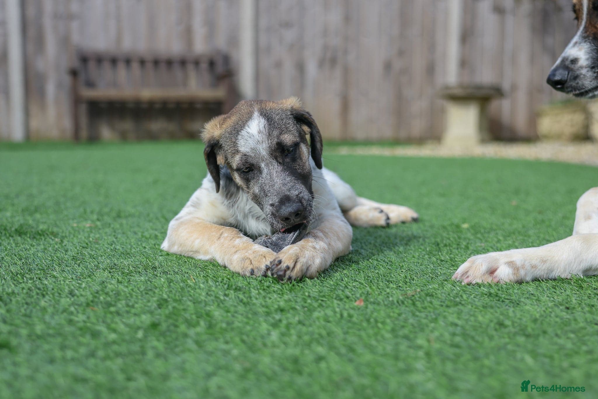 Easygoing Electra - Colourful Lab type photo 17