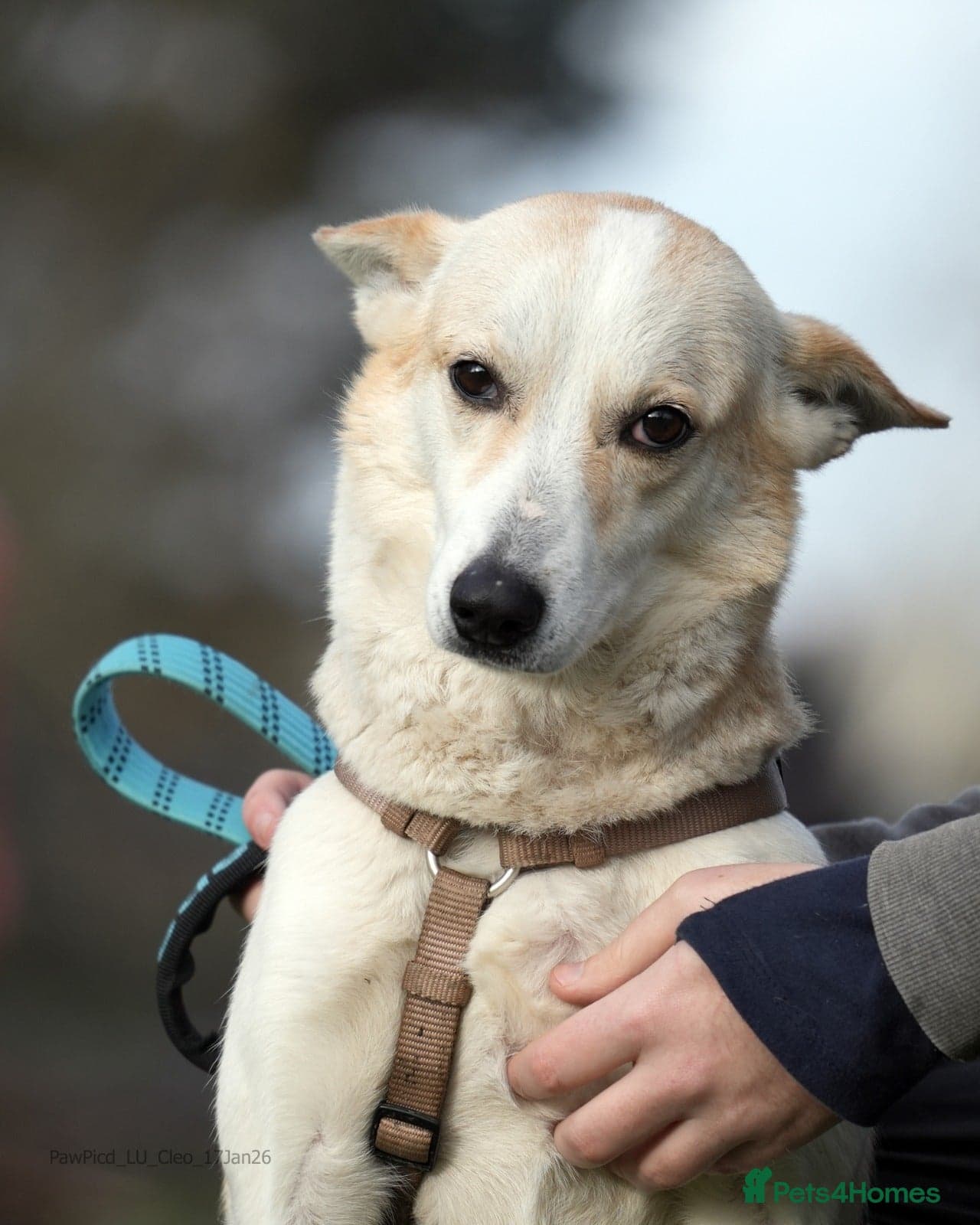 Egyptian girl Cleo photo 7