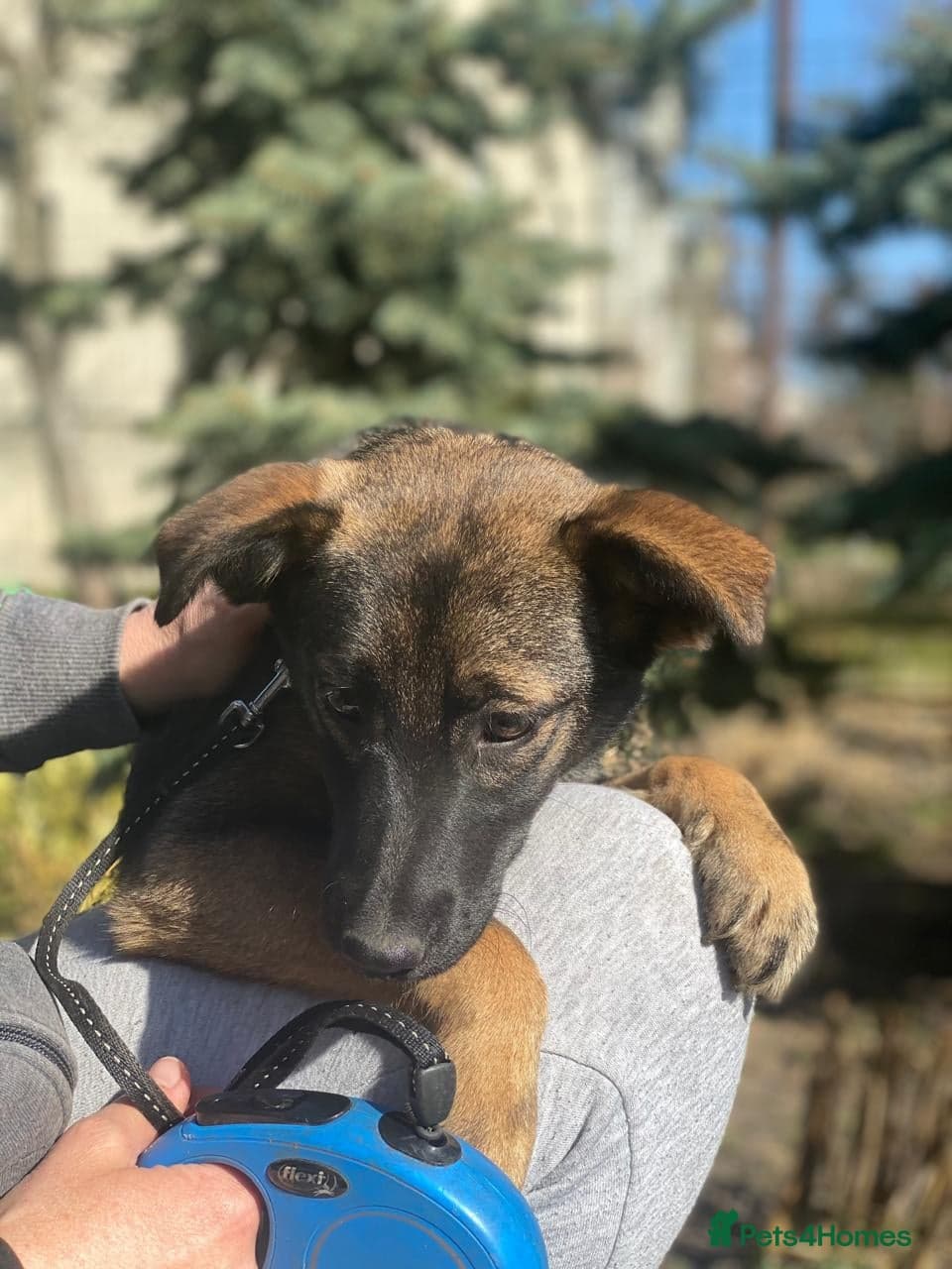 ️🐶 kuba photo 11