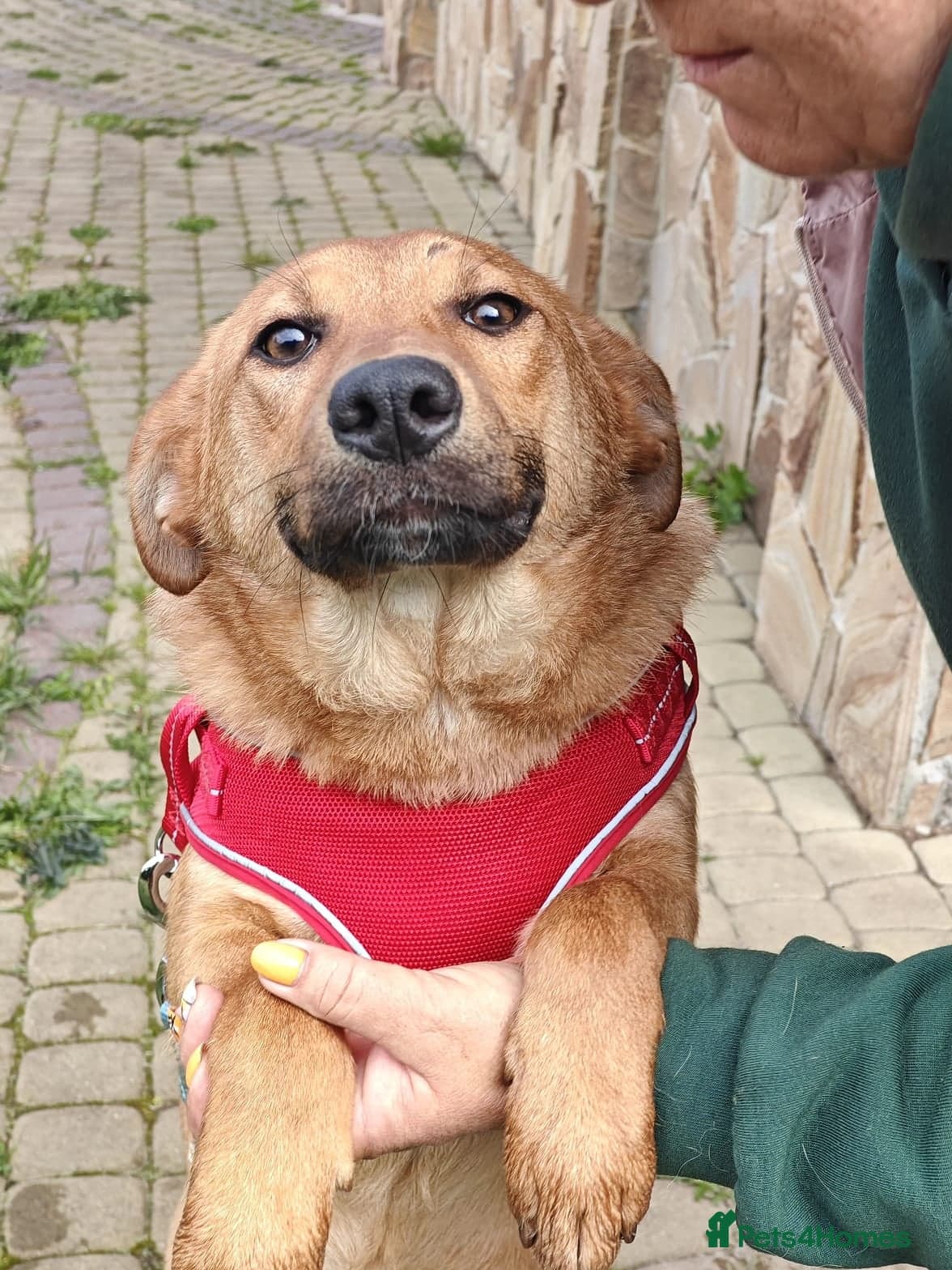 ️🐶 yara photo 21