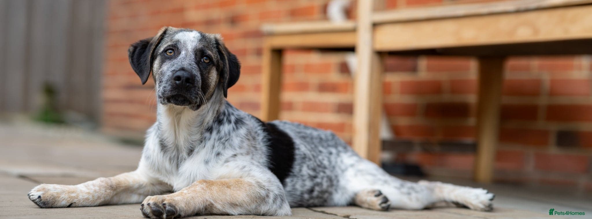 Easygoing Electra - Colourful Lab type photo 33