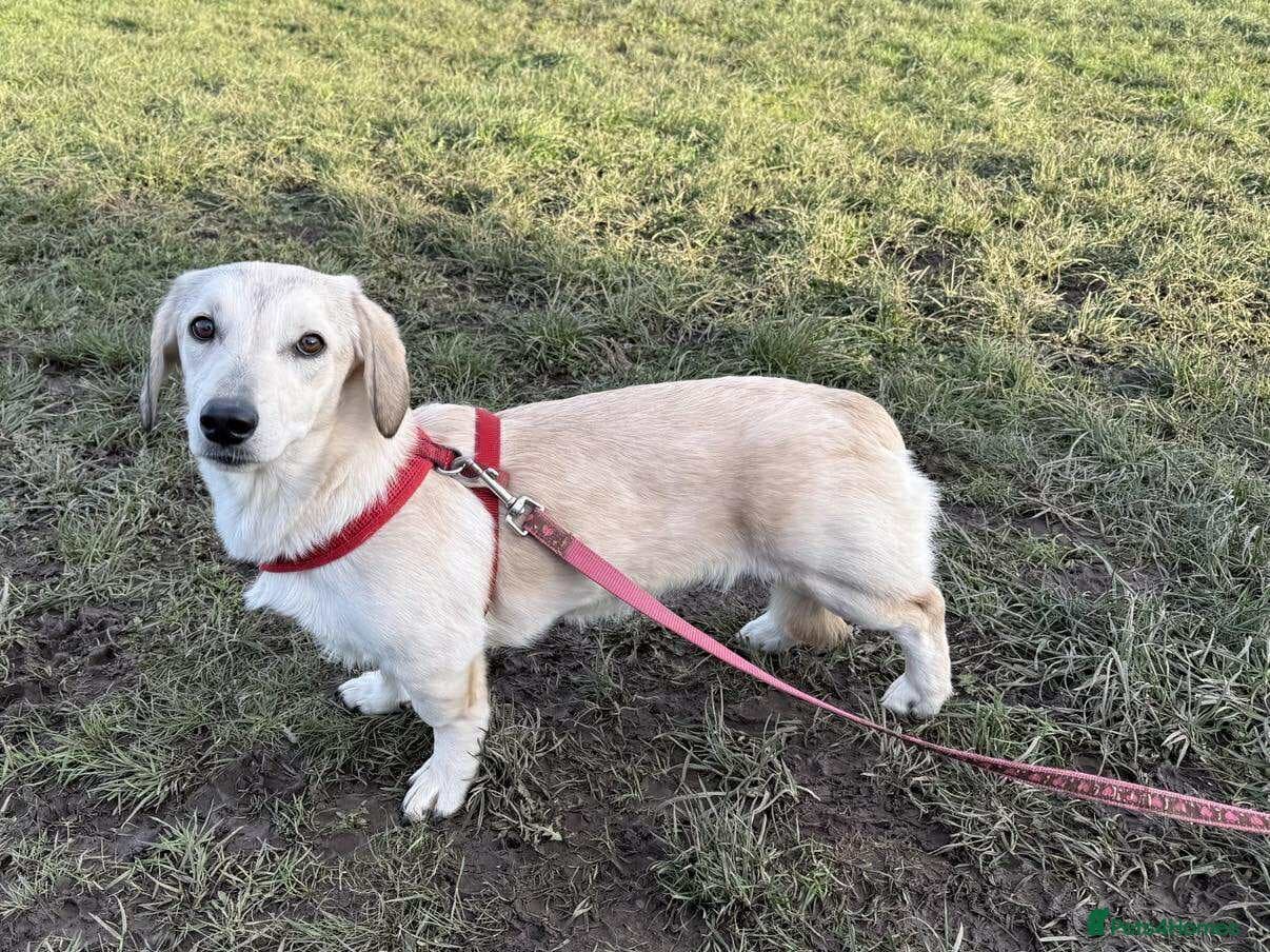 Roxanne - reserved photo 9