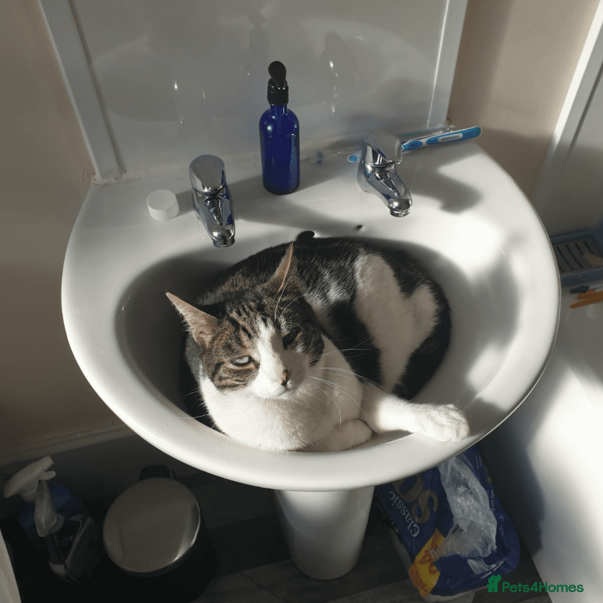 Sweet, Social butterfly photo 3