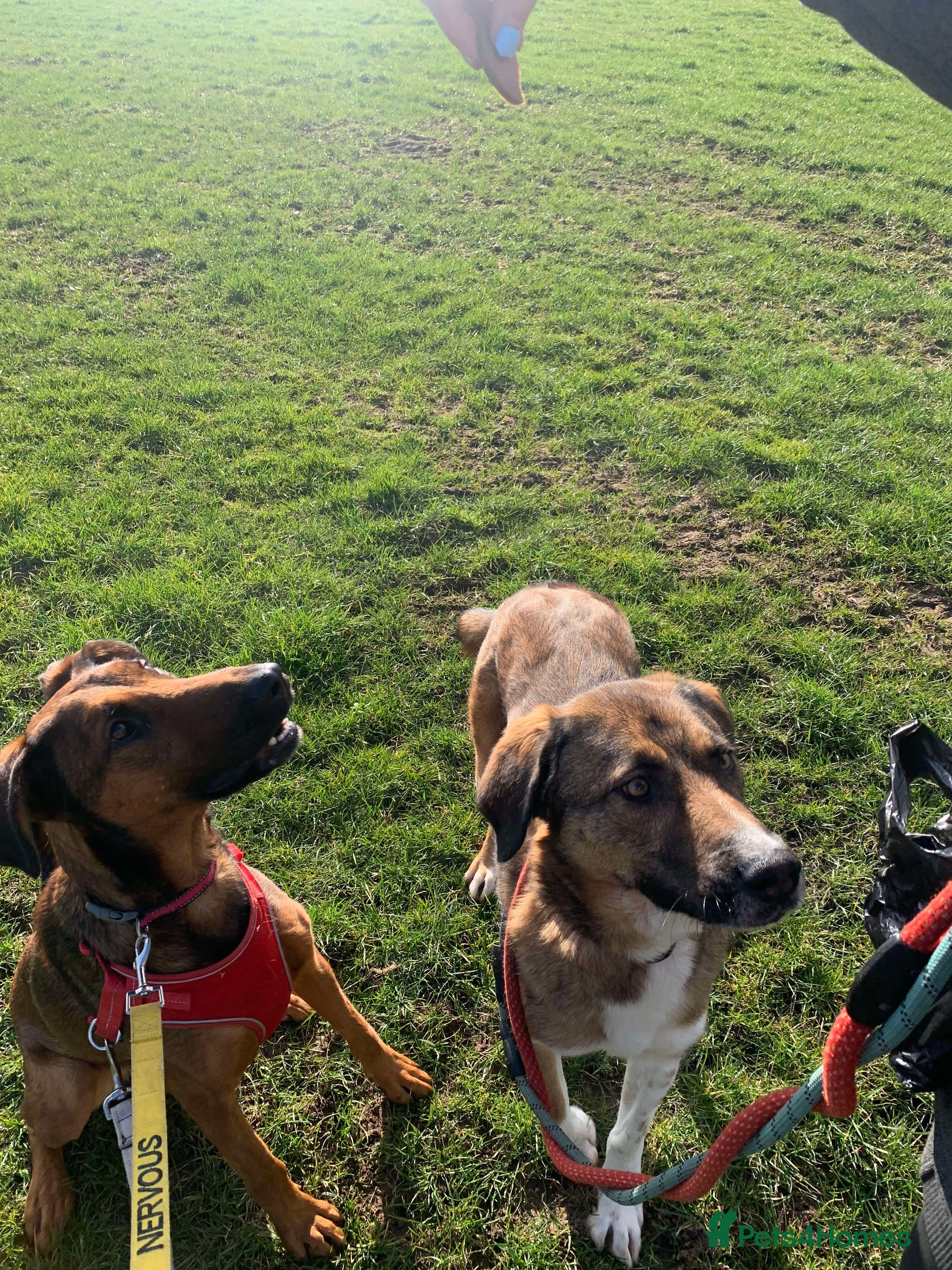 Meet Carrie,currently residing in Cheshire photo 17