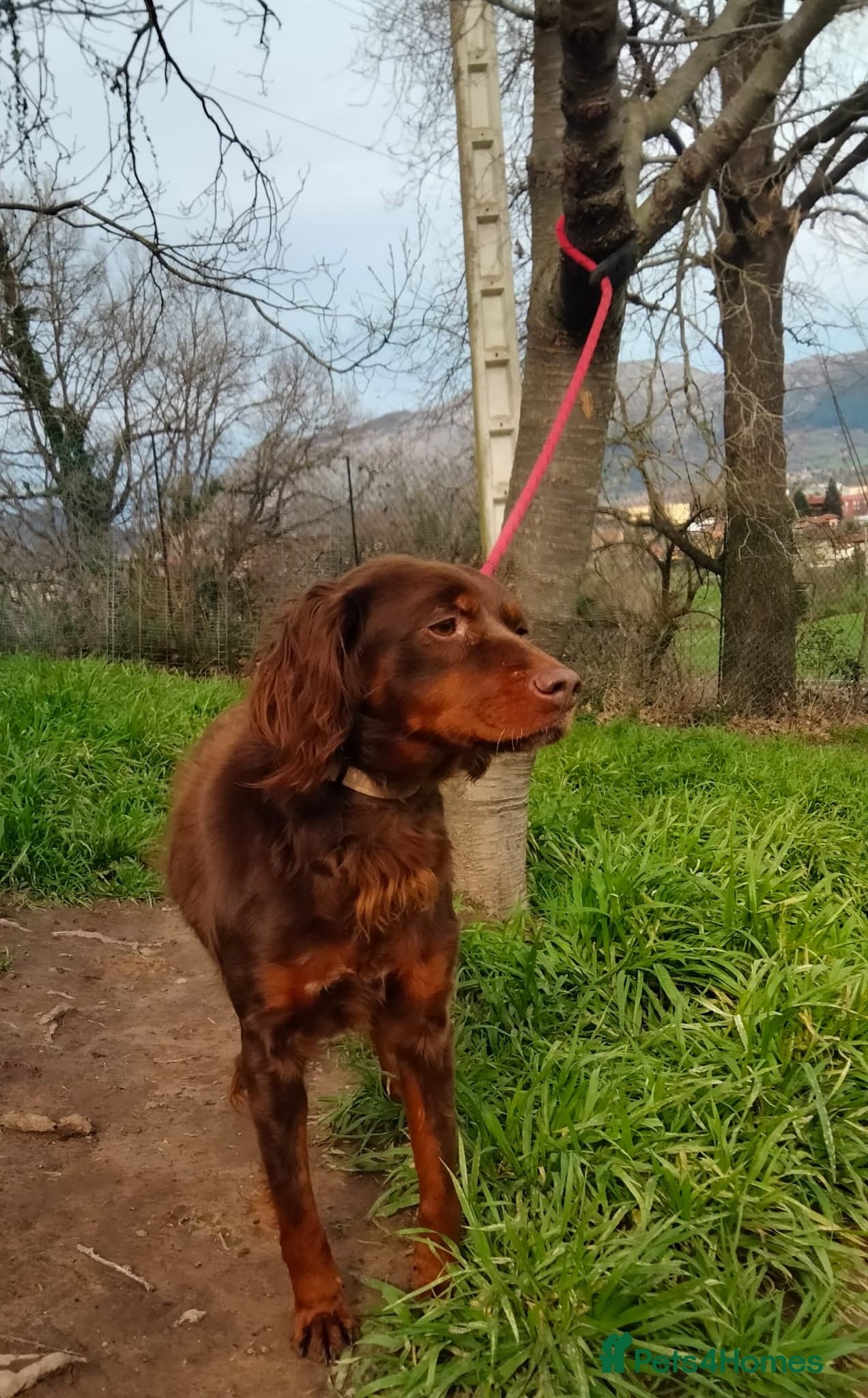 Diana, a lovely young Brittany photo 10