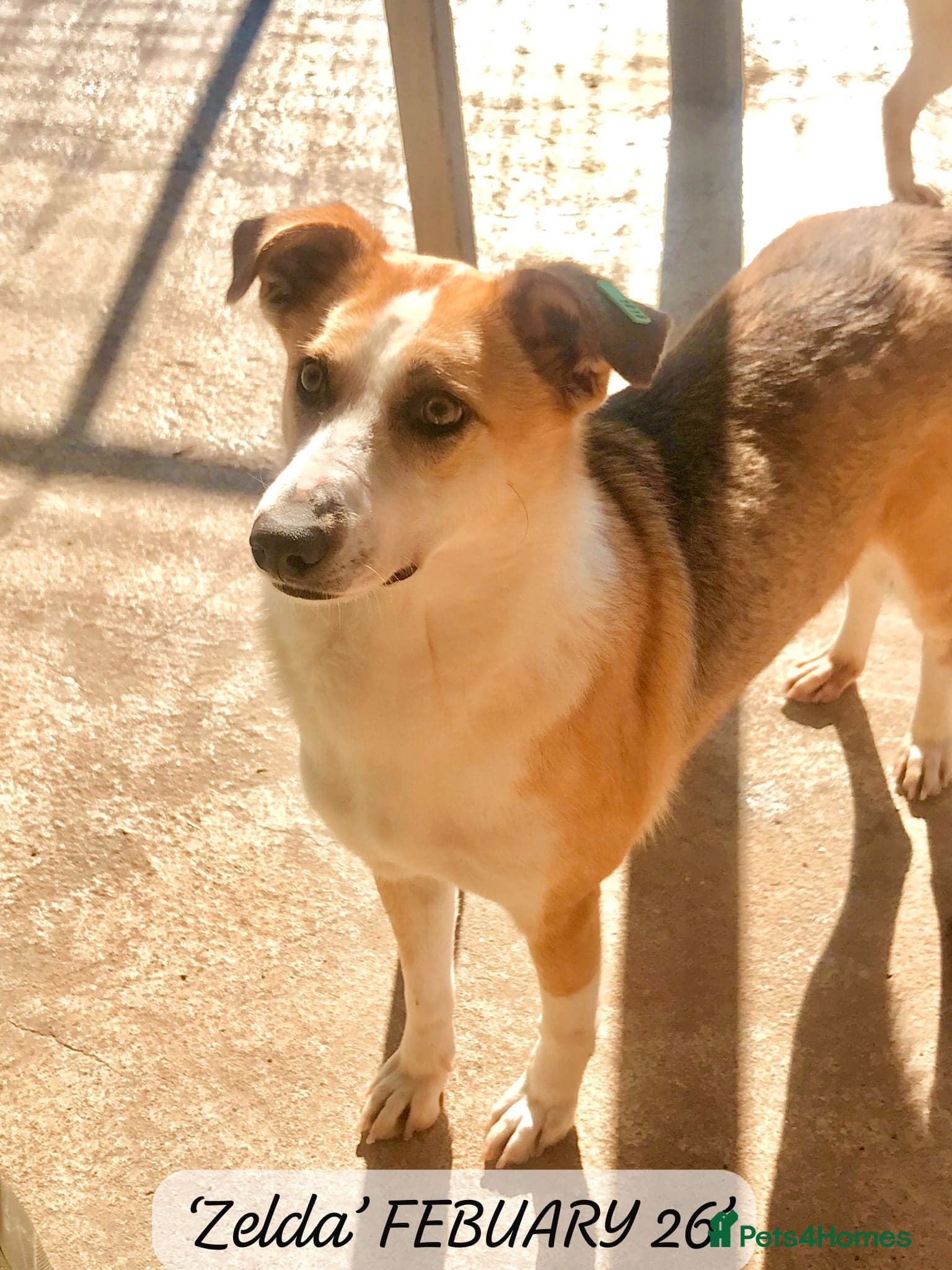 Zelda, 3 yrs old approx. photo 23