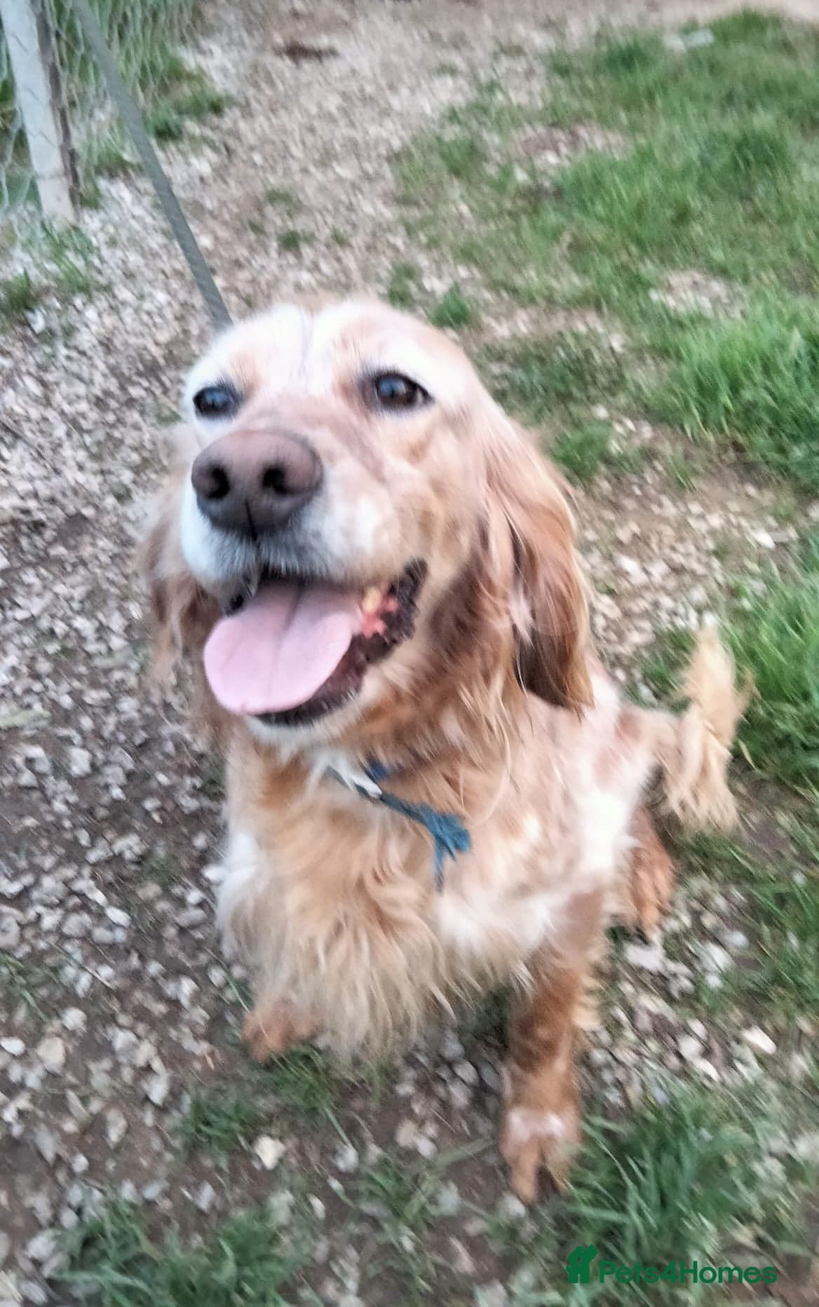 Checa — English Setter