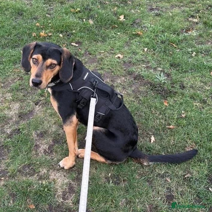 Ivan (Greek Harehound) photo 20