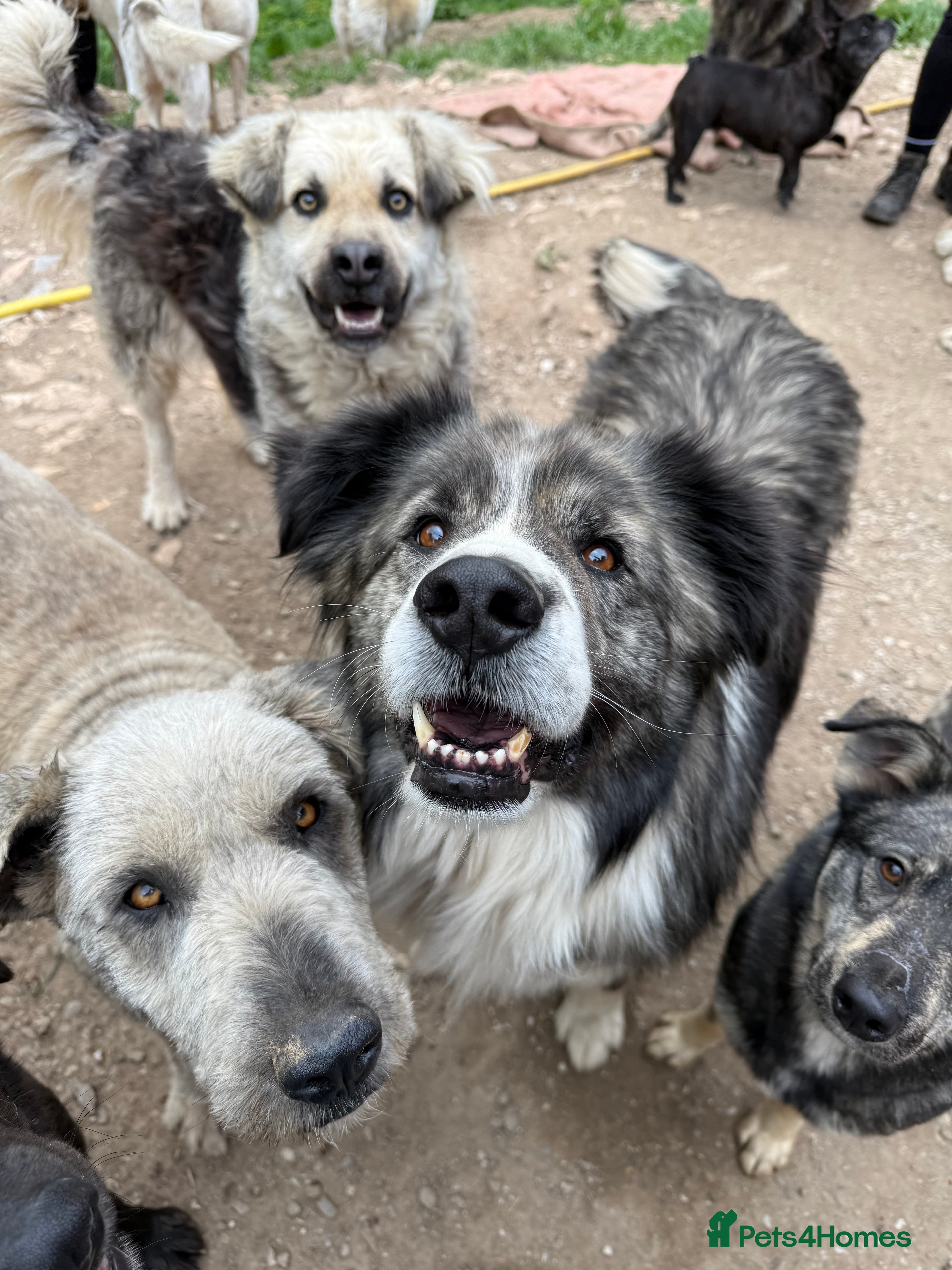 year old Iancu photo 4