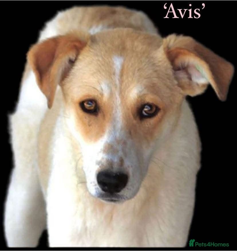 Avis- 20 months - — Mixed Breed