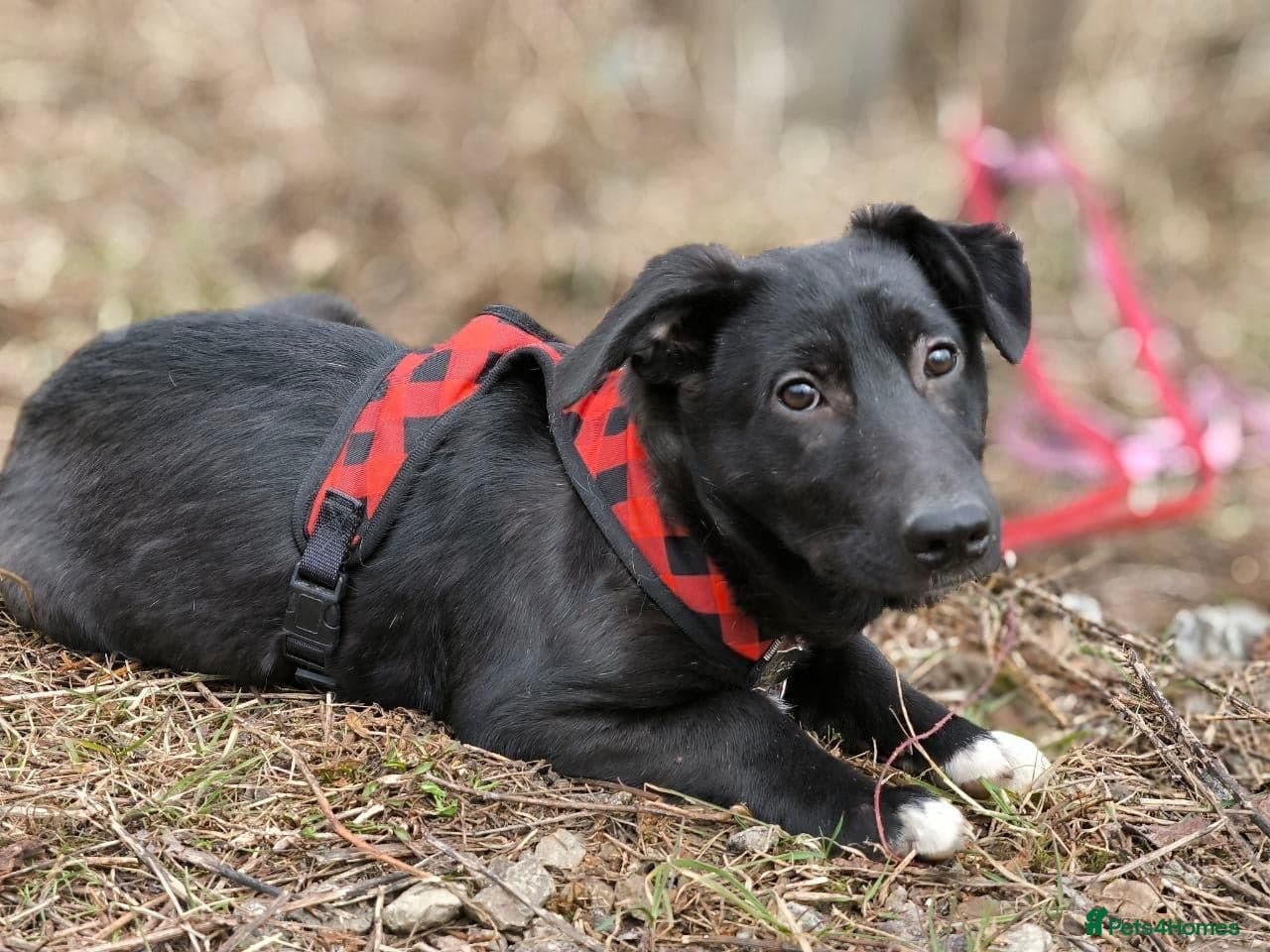 ️🐶 masha photo 14