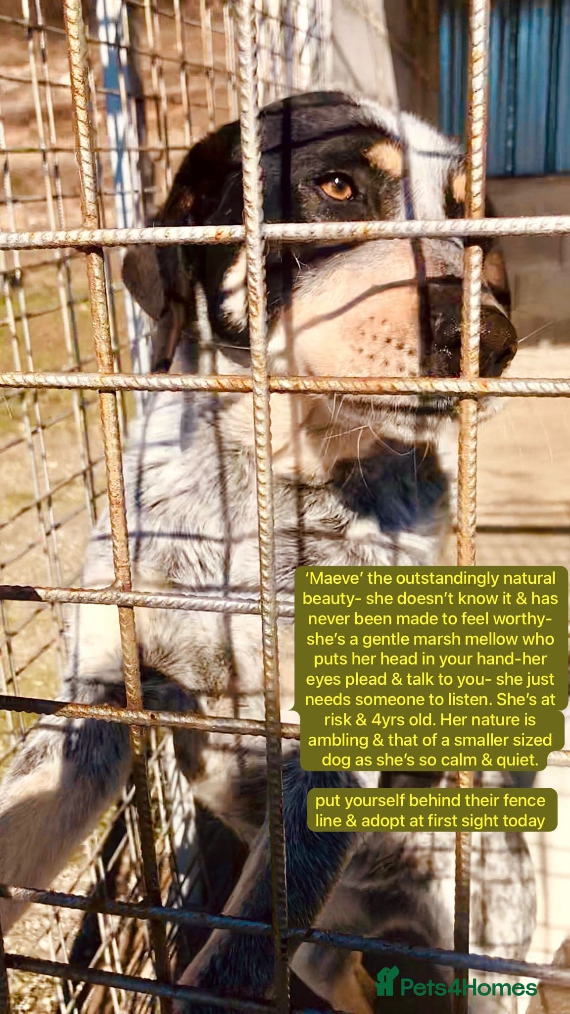 Maeve, 4 yrs approx. — Mixed Breed