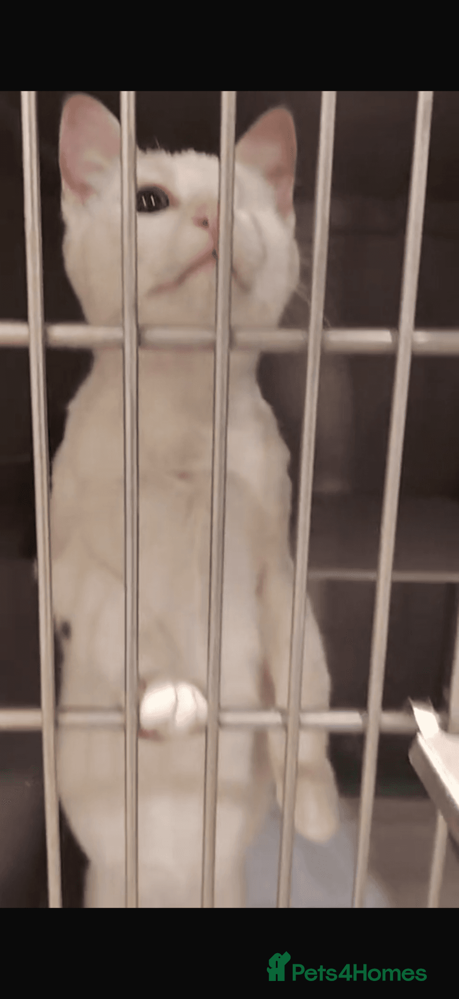 Cotton eye Joe — Domestic Shorthair