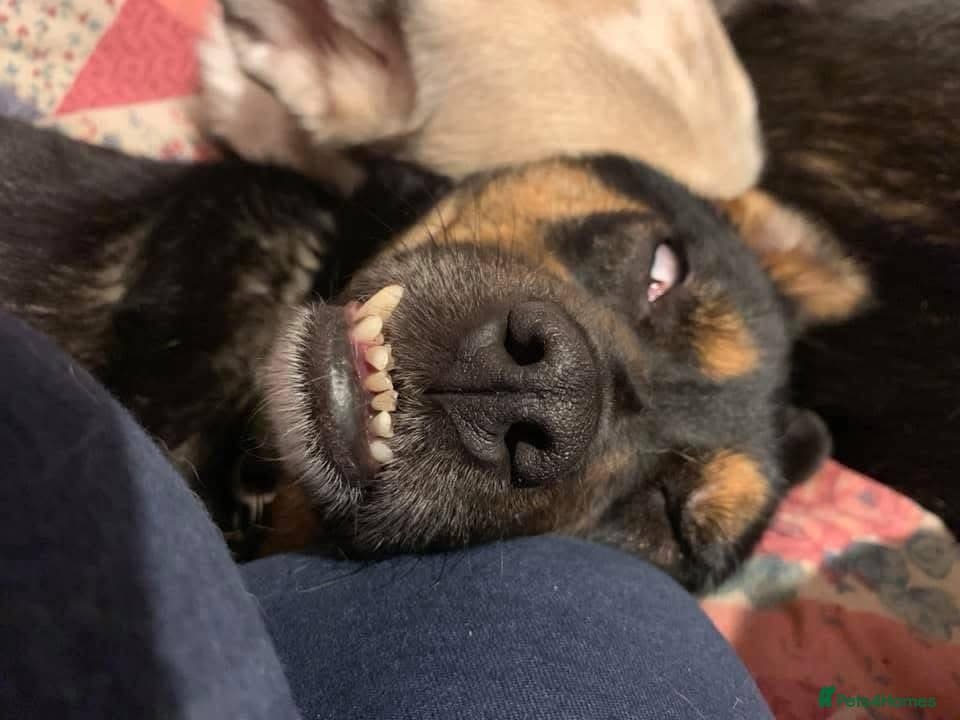 Paddy - Norwich Norfolk photo 18