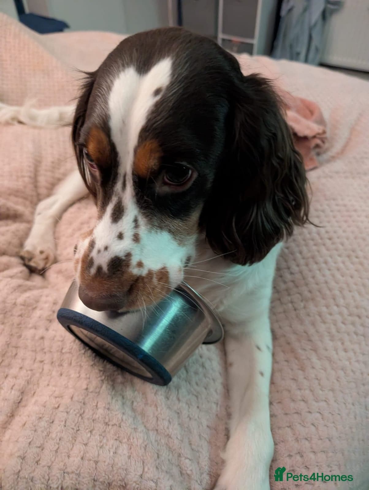 Tommy💙all heart, all energy, photo 8