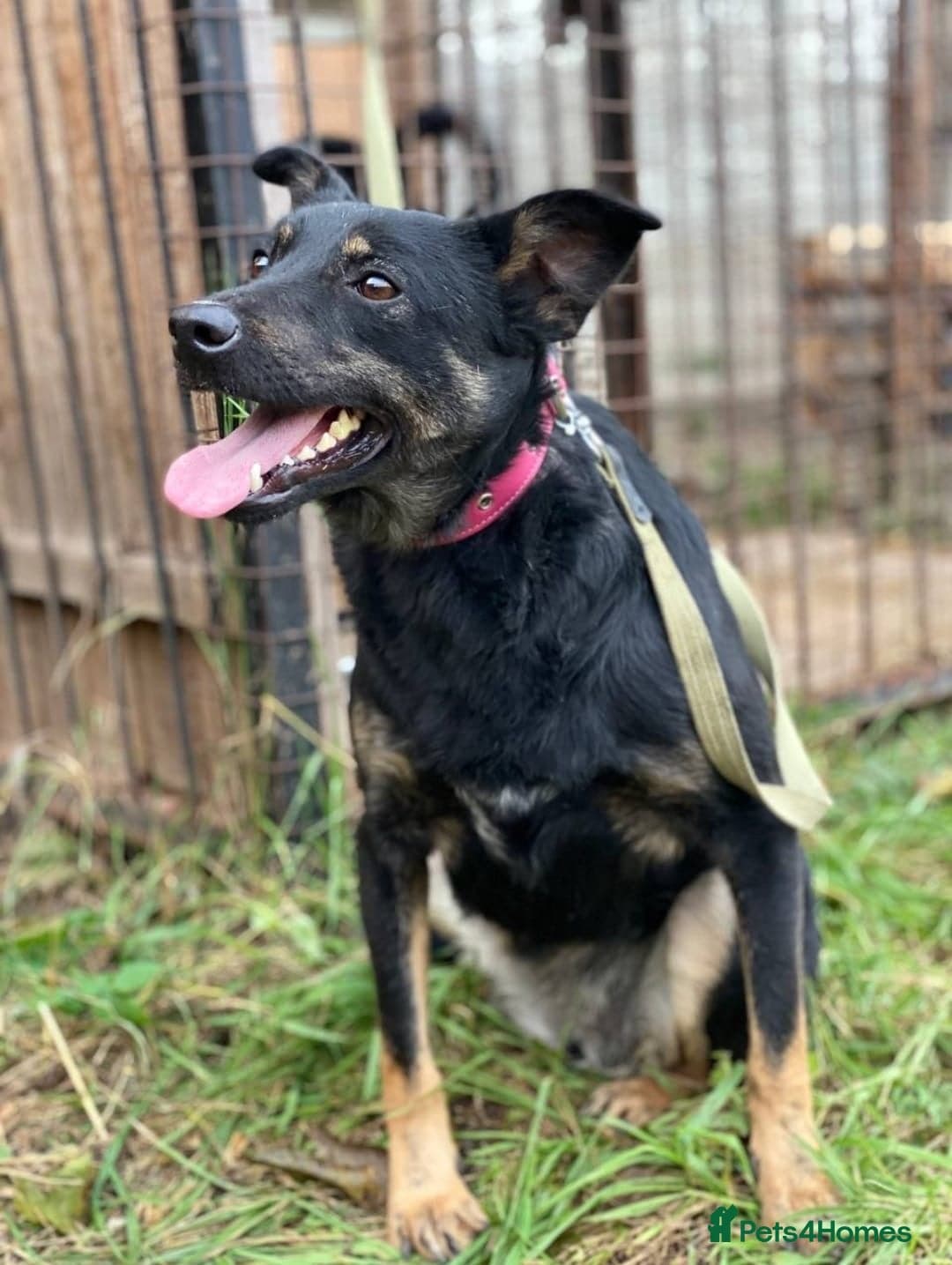 ️🐶 rosie photo 10