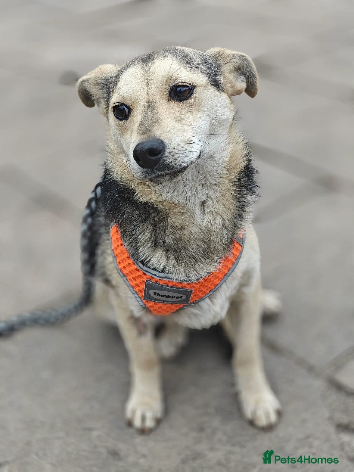 ️🐶 maree photo 4