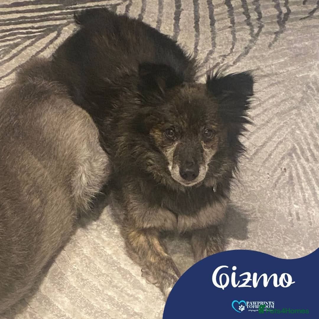 Meet Gizmo, currently residing in Lancashire photo 2
