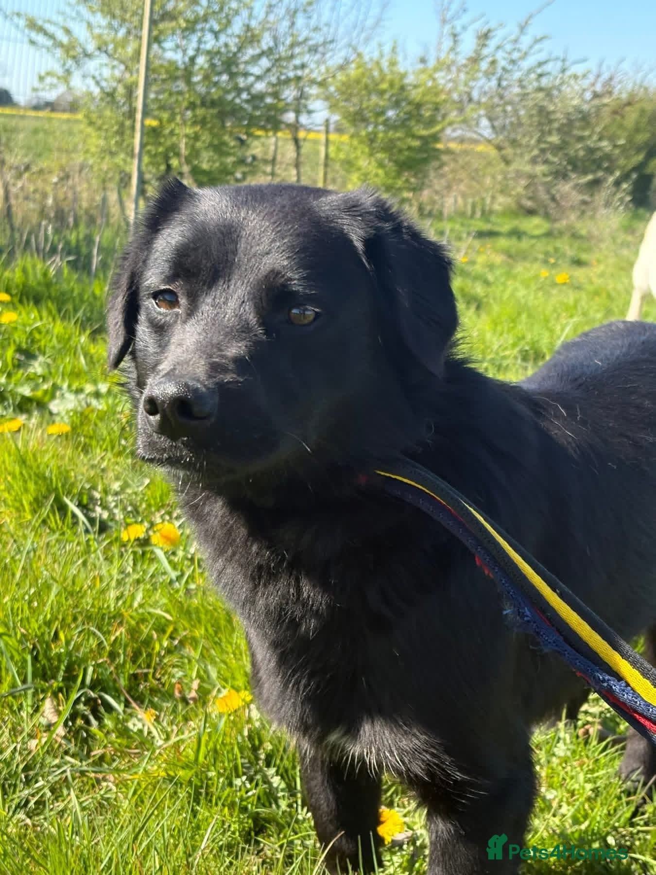 Dante - Norwich Norfolk photo 3