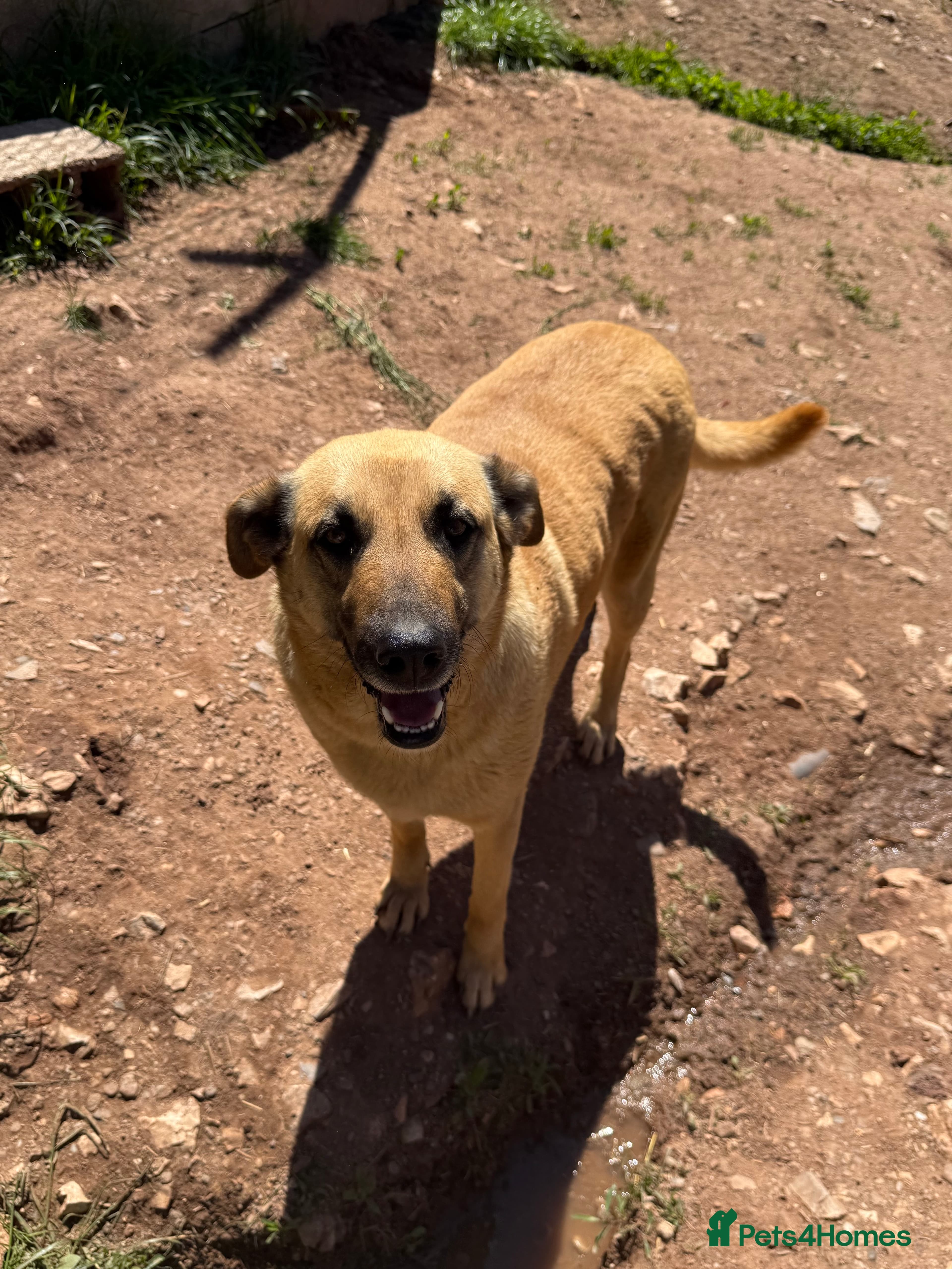 Mara 💜 — Mixed Breed