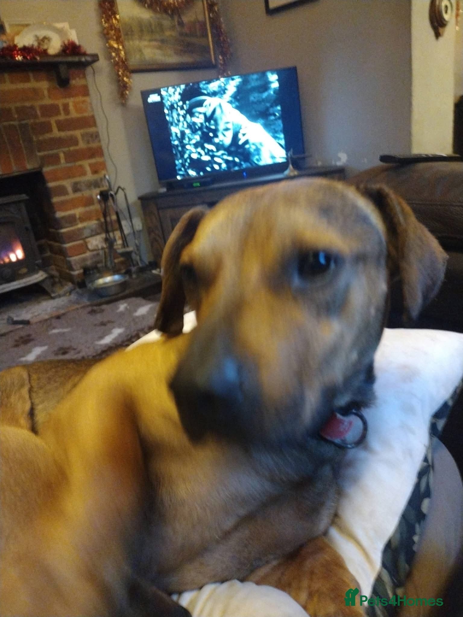 Rescue boy Noodle photo 14