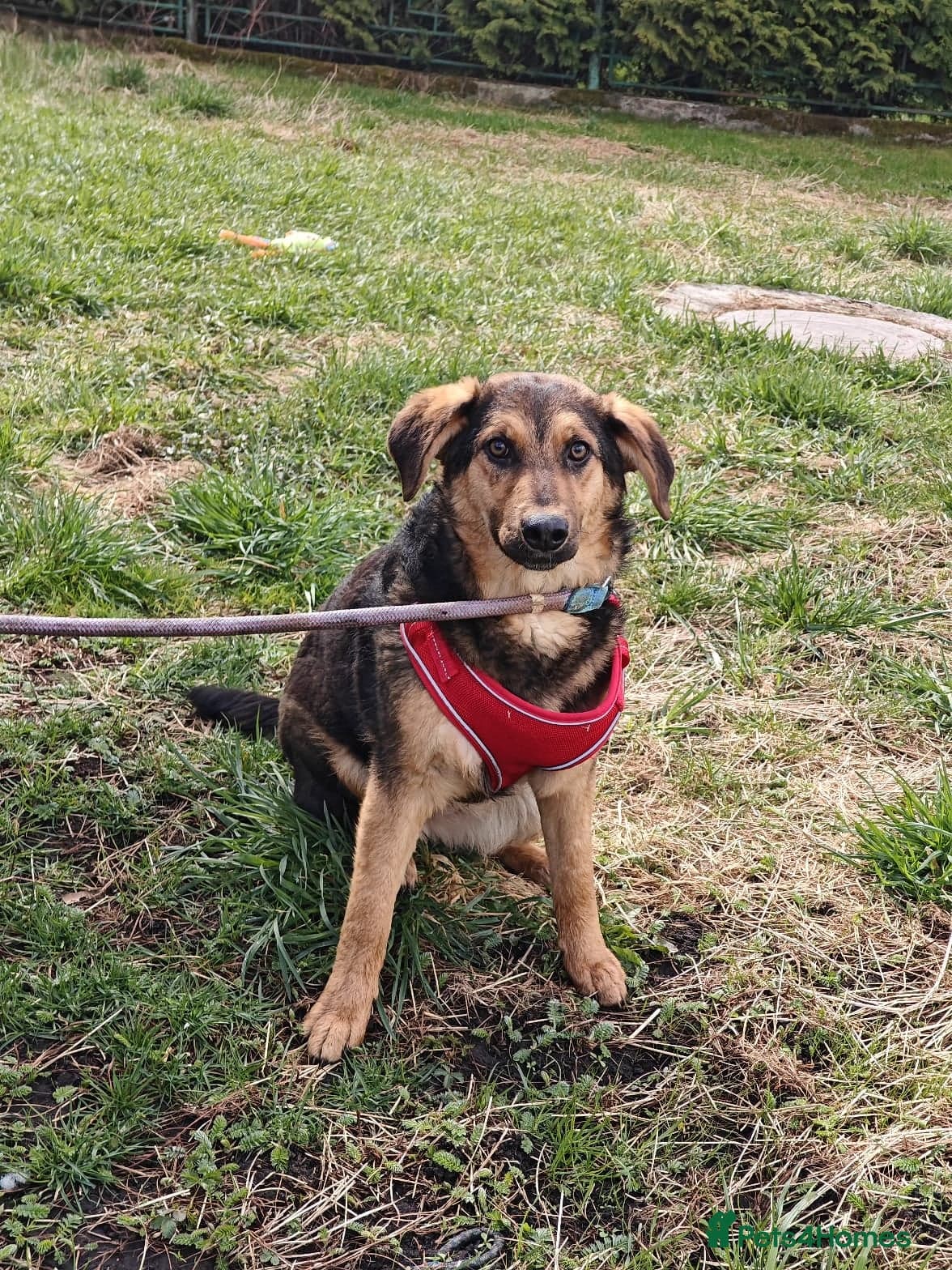 ๏ธ๐ถ yasia photo 2