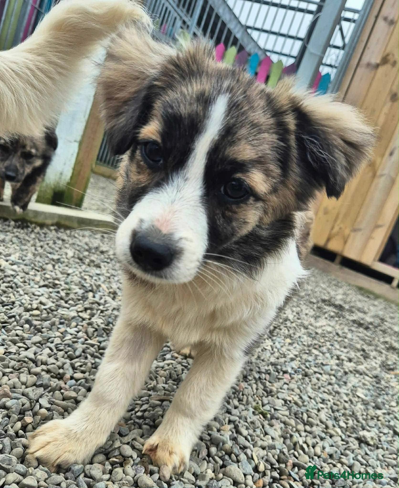 Baxter - In Ayr photo 2