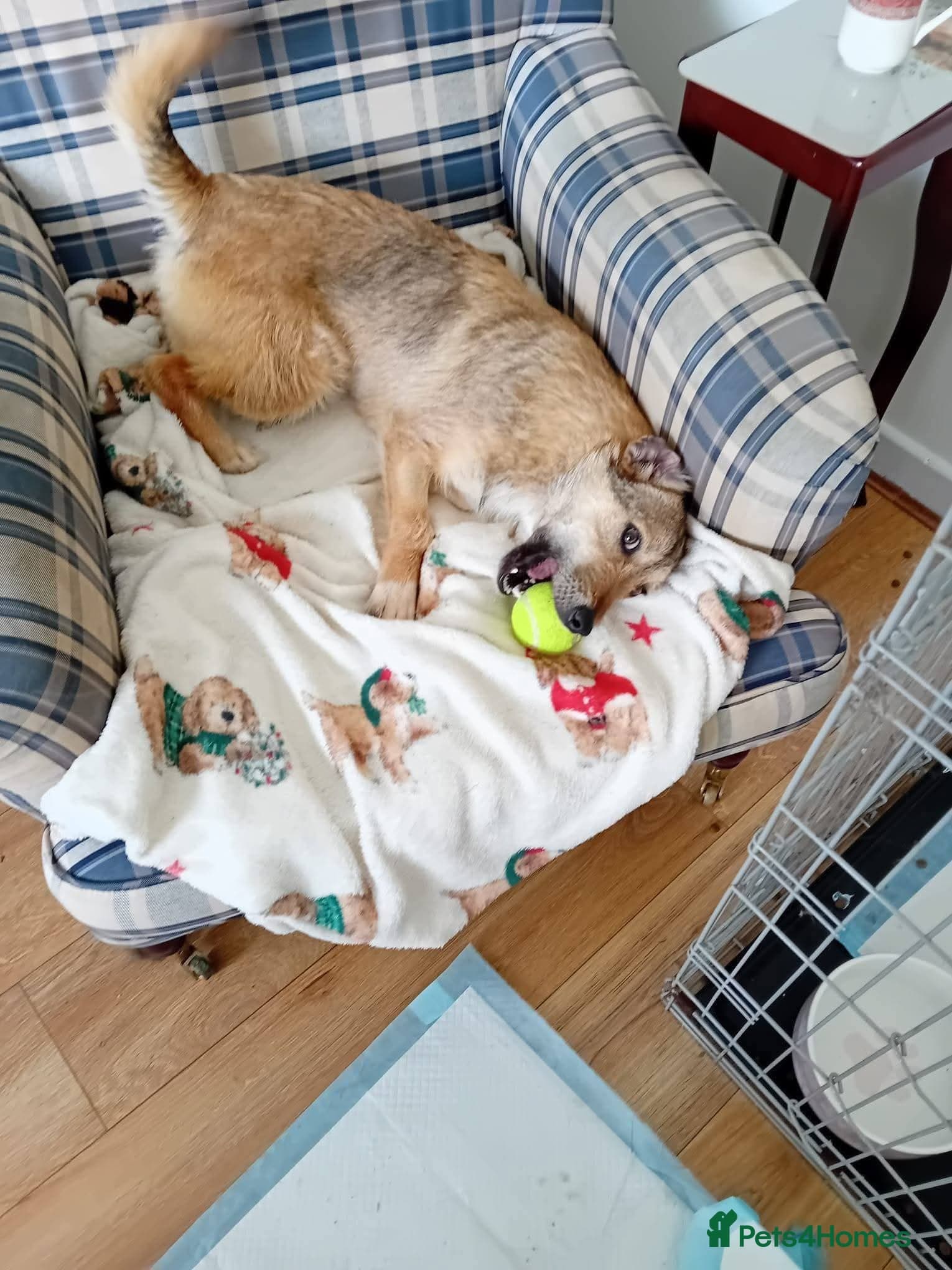 Meet Bitsy, currently residing in Wrexham photo 6