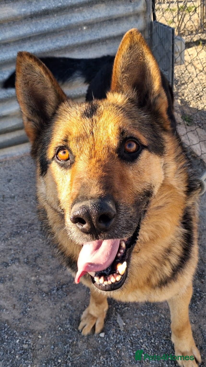 ️URGENT‼️🚨 Bandit 💙🐾 photo 3