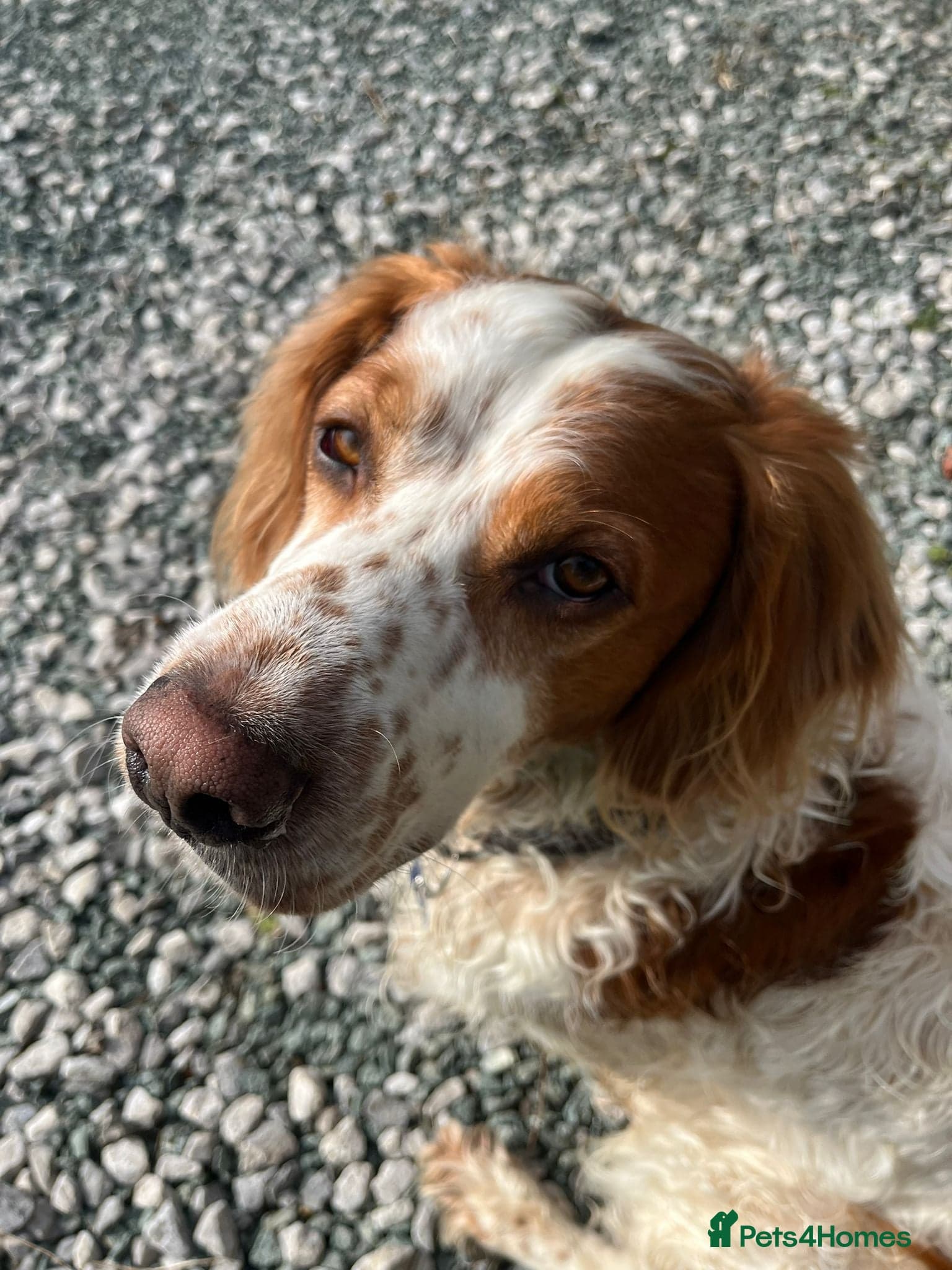 Ronnie, 3-year old Brittany male photo 14