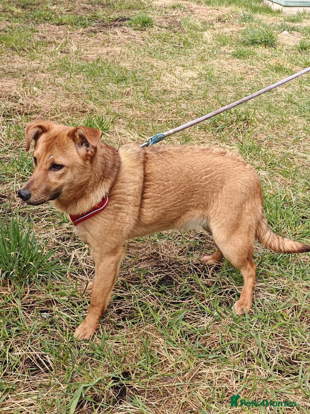 ️🐶 yara photo 5