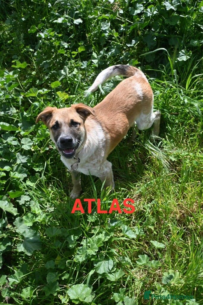 Adorable Atlas 6 month old photo 5