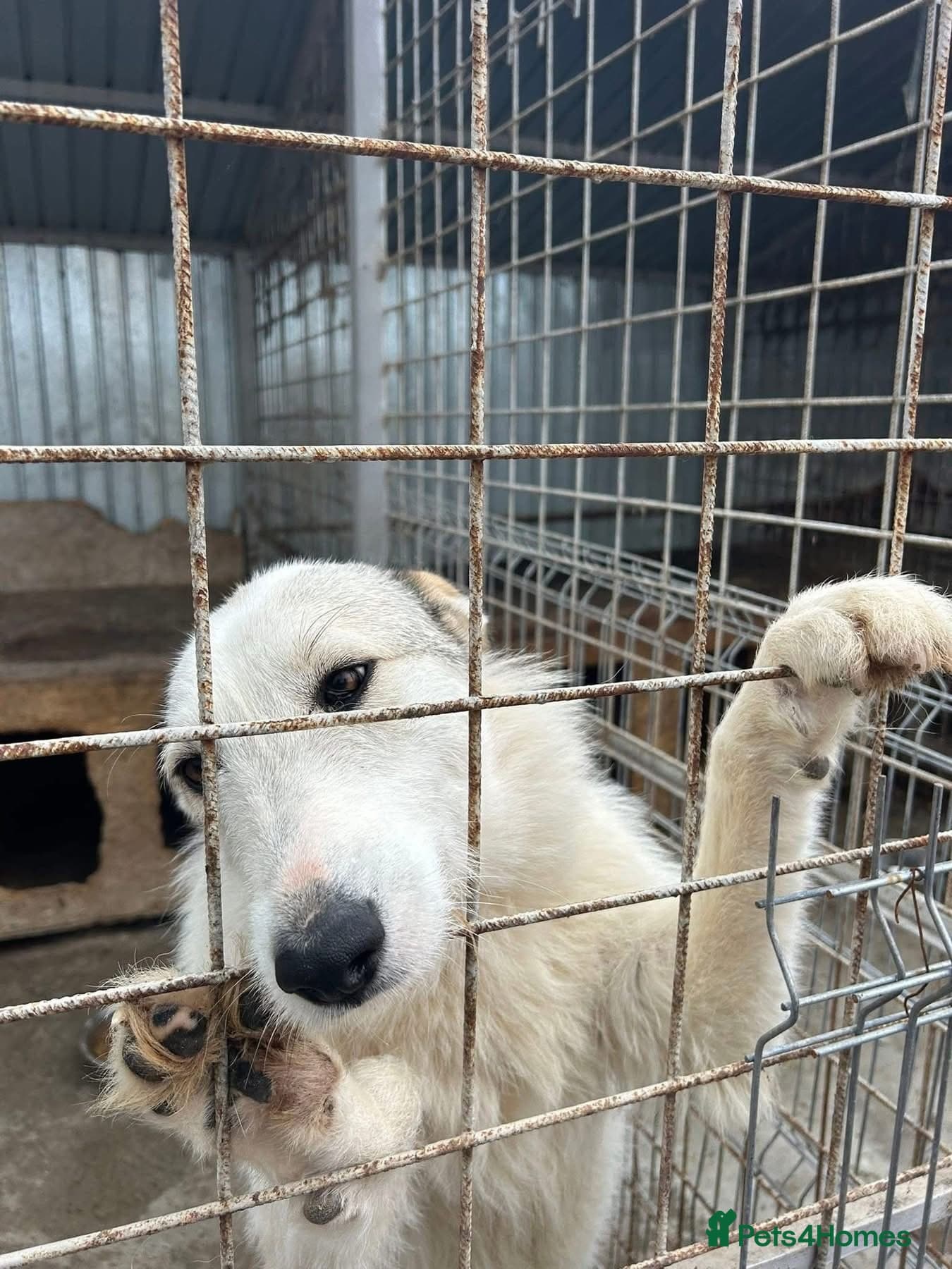 Elena - Marlborough Wiltshire photo 9