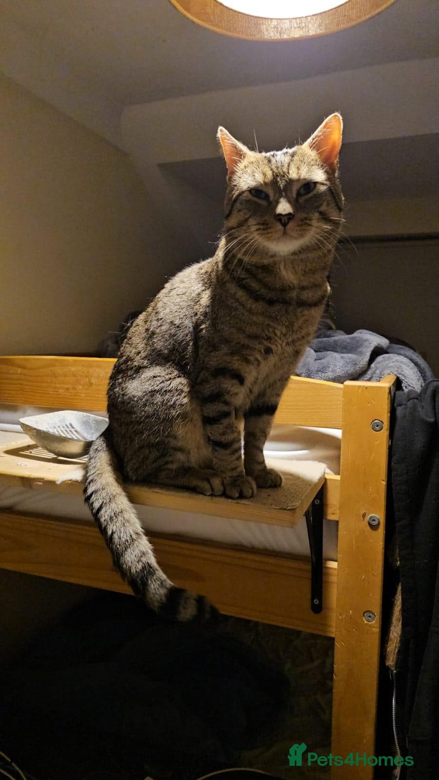 Gentle 10 month rescue MaleCat photo 16