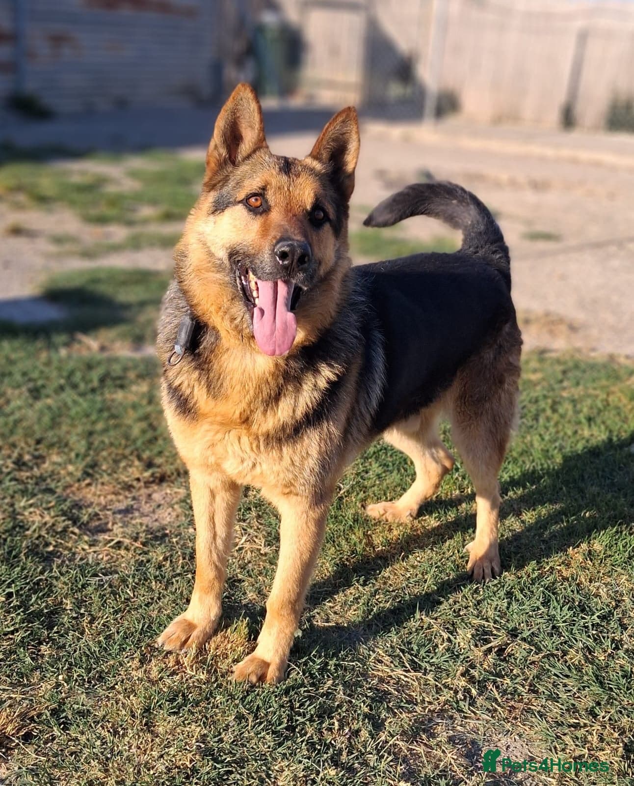 ️URGENT‼️🚨 Bandit 💙🐾 photo 2