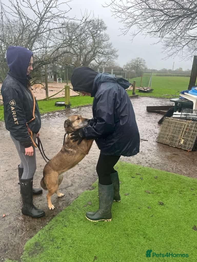 Meet Faith, currently residing in Cheshire photo 13