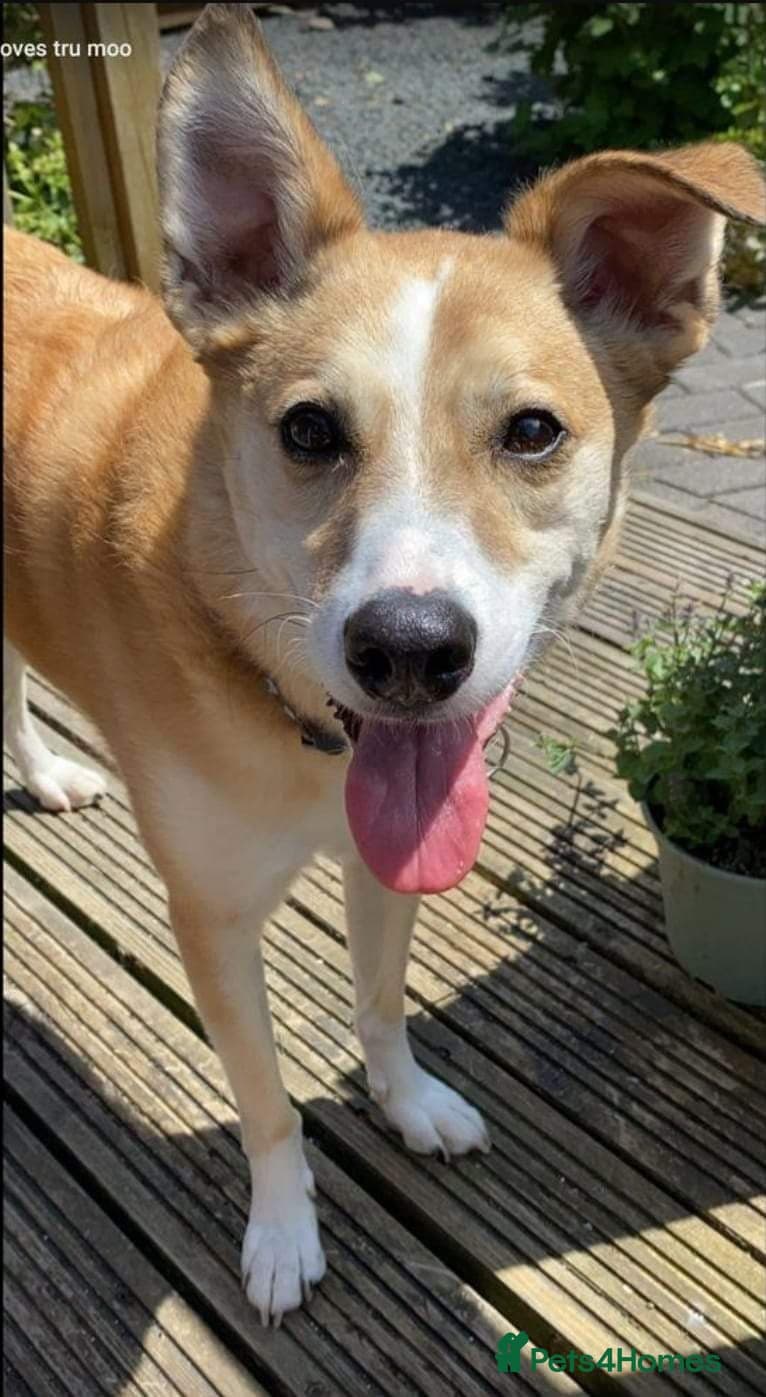 Meet Bailey, currently residing in Wilshire photo 9