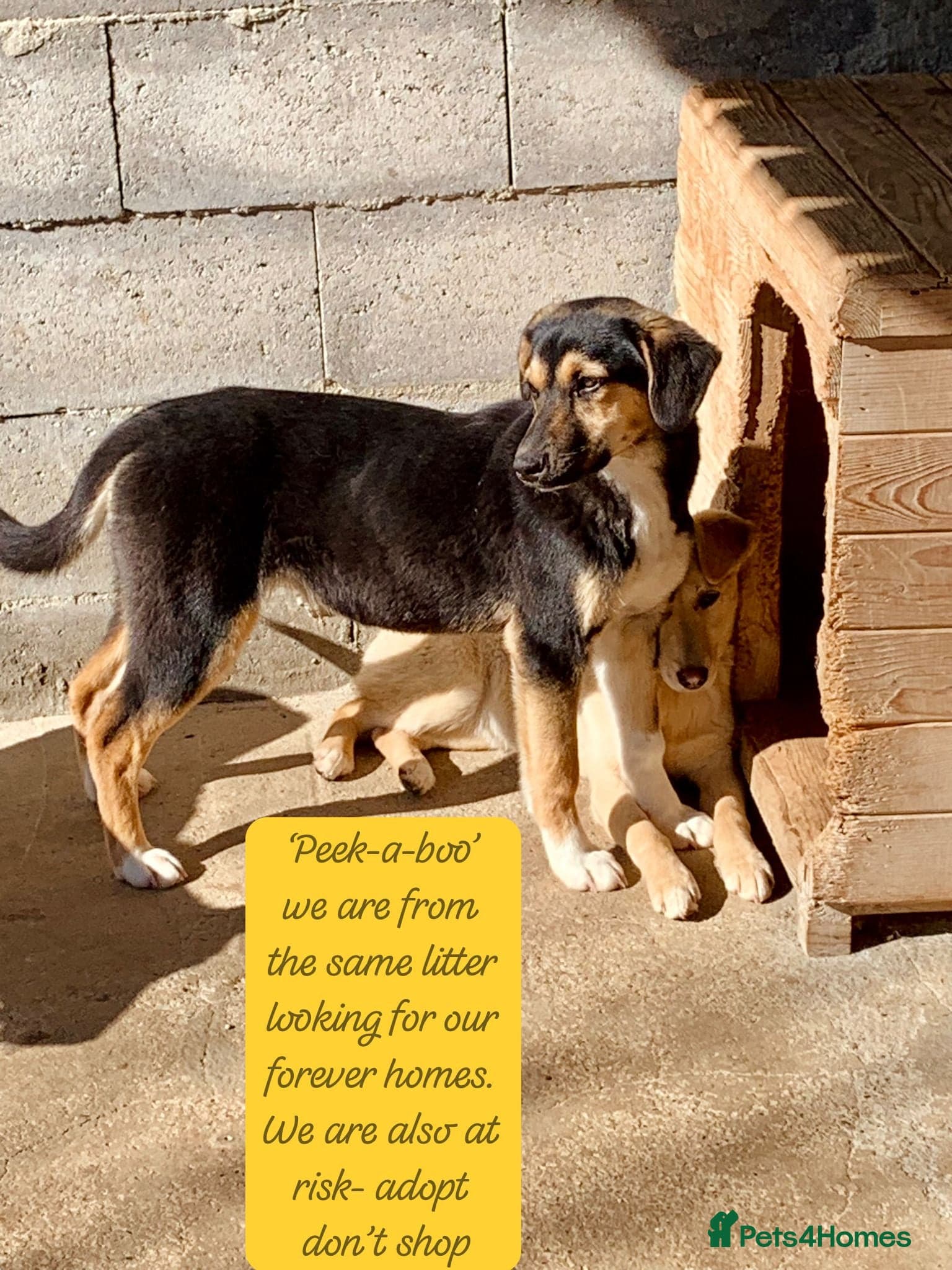 Shannon, 6 months approx, photo 7