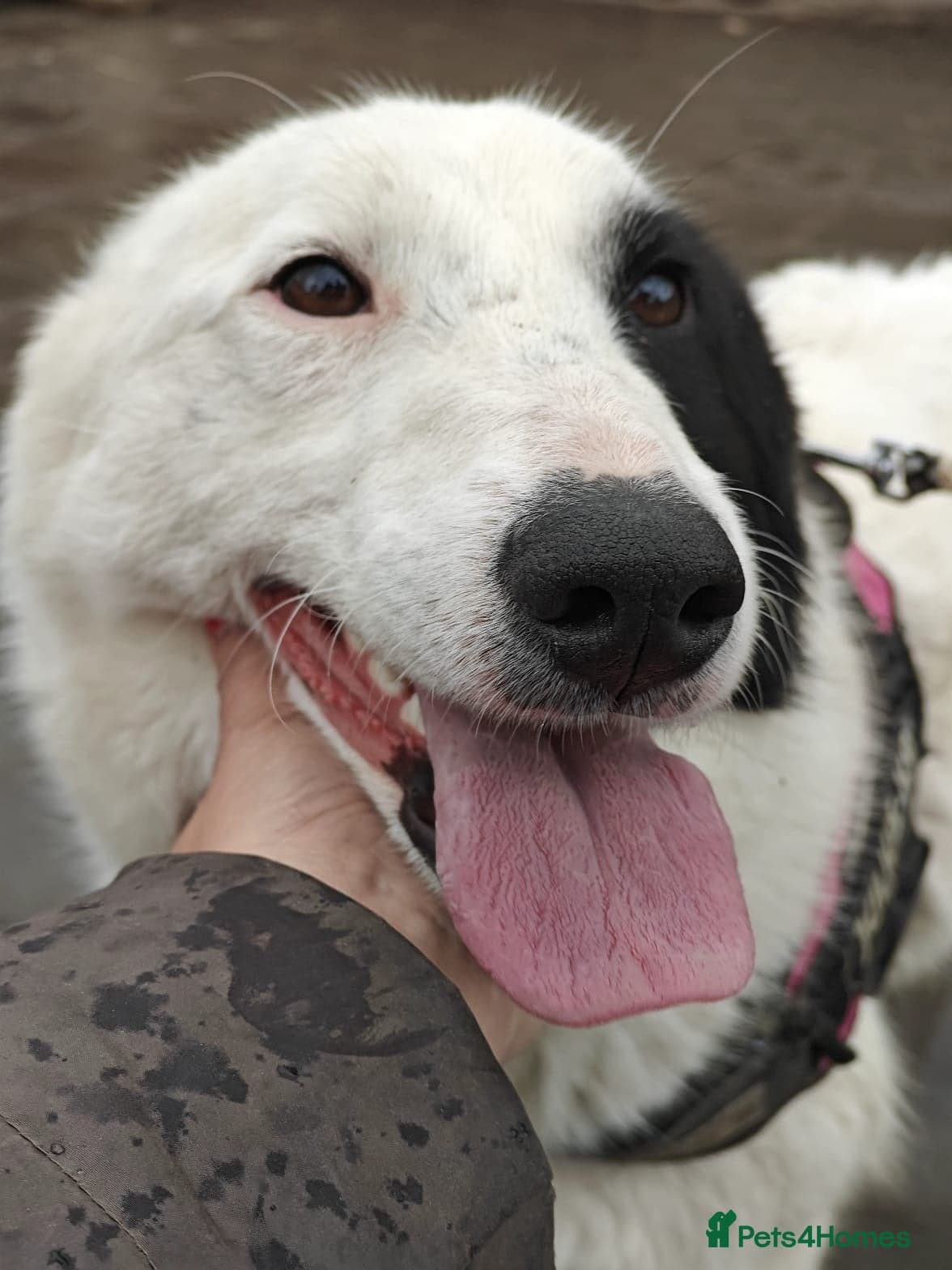 ️🐶 suzy photo 6