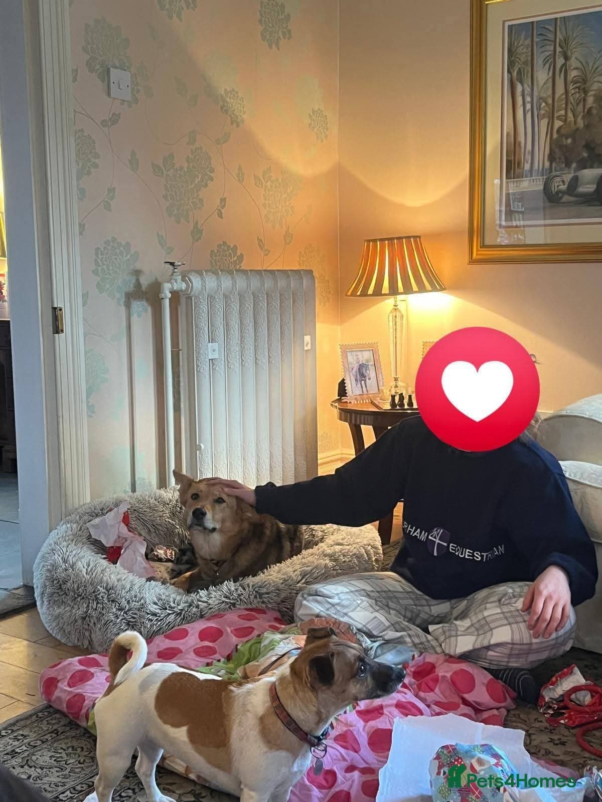 Meet Mabel, currently residing in Lancashire photo 6