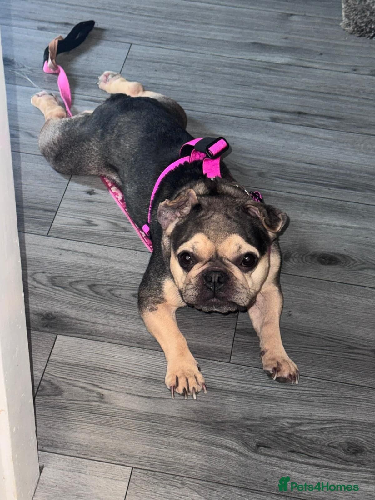 French bulldog female photo 2