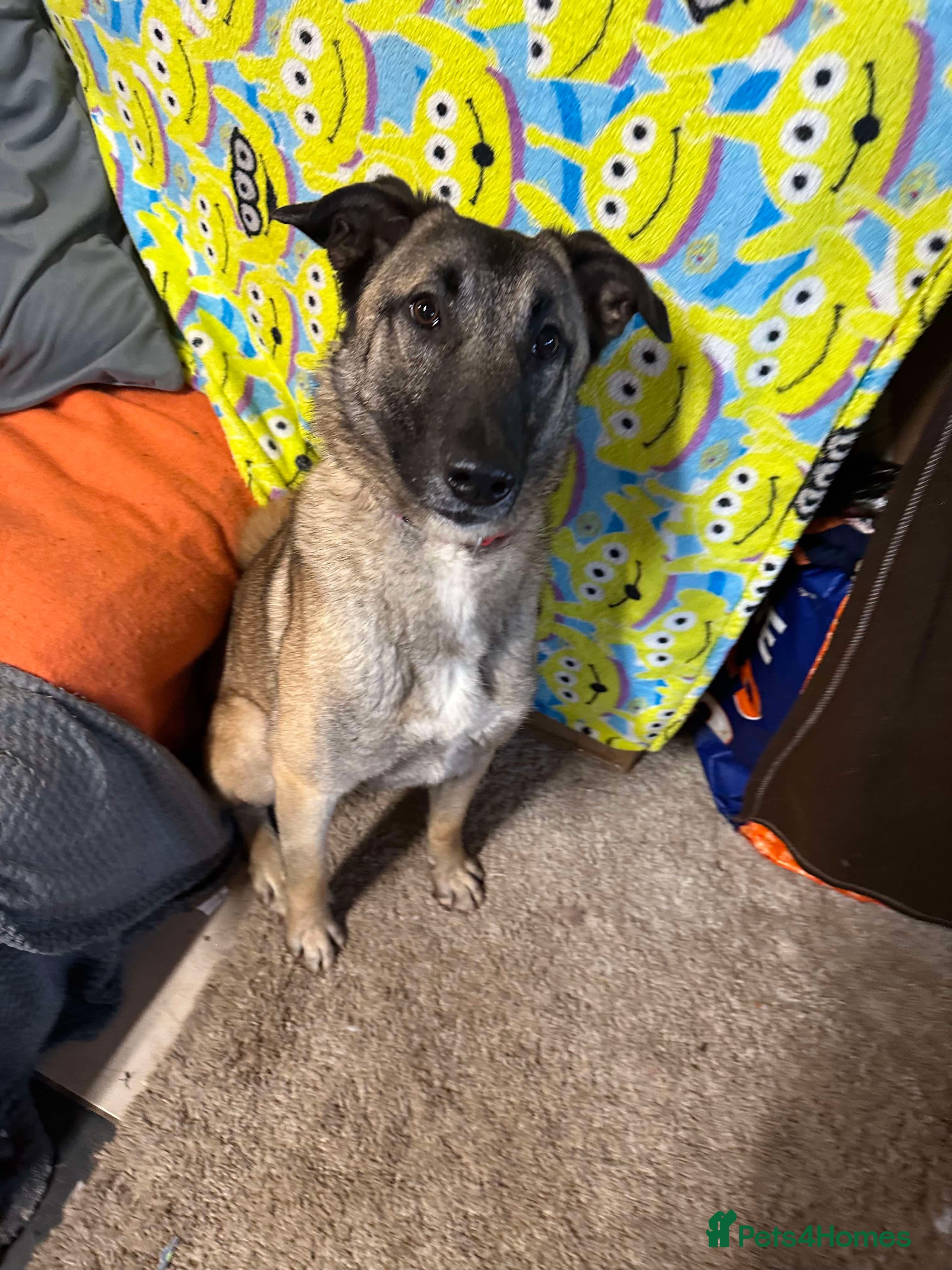 Meet Vera, currently residing in Cheshire photo 19