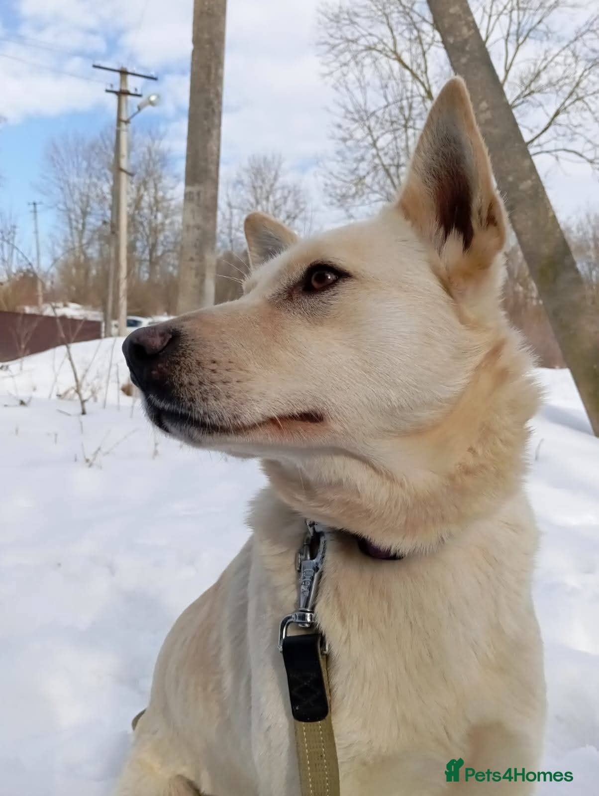 ️🐶 milady photo 13