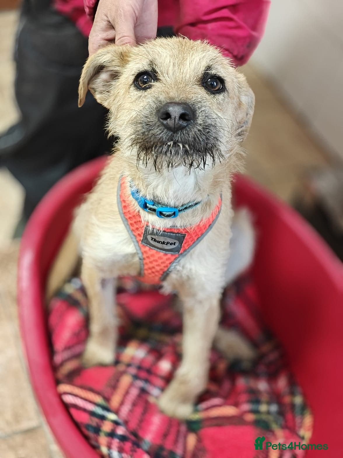 ๏ธ๐ถ bekki photo 16