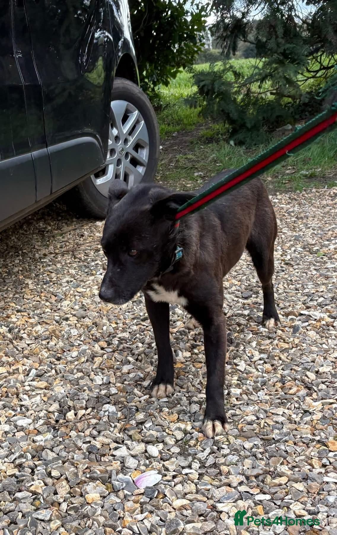 Penfold - Norwich Norfolk photo 6