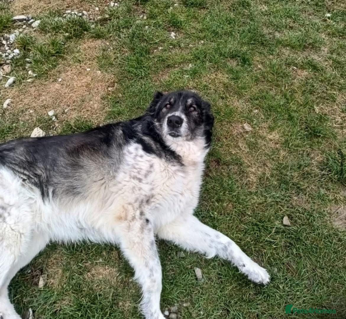 Freya - Norwich Norfolk photo 15