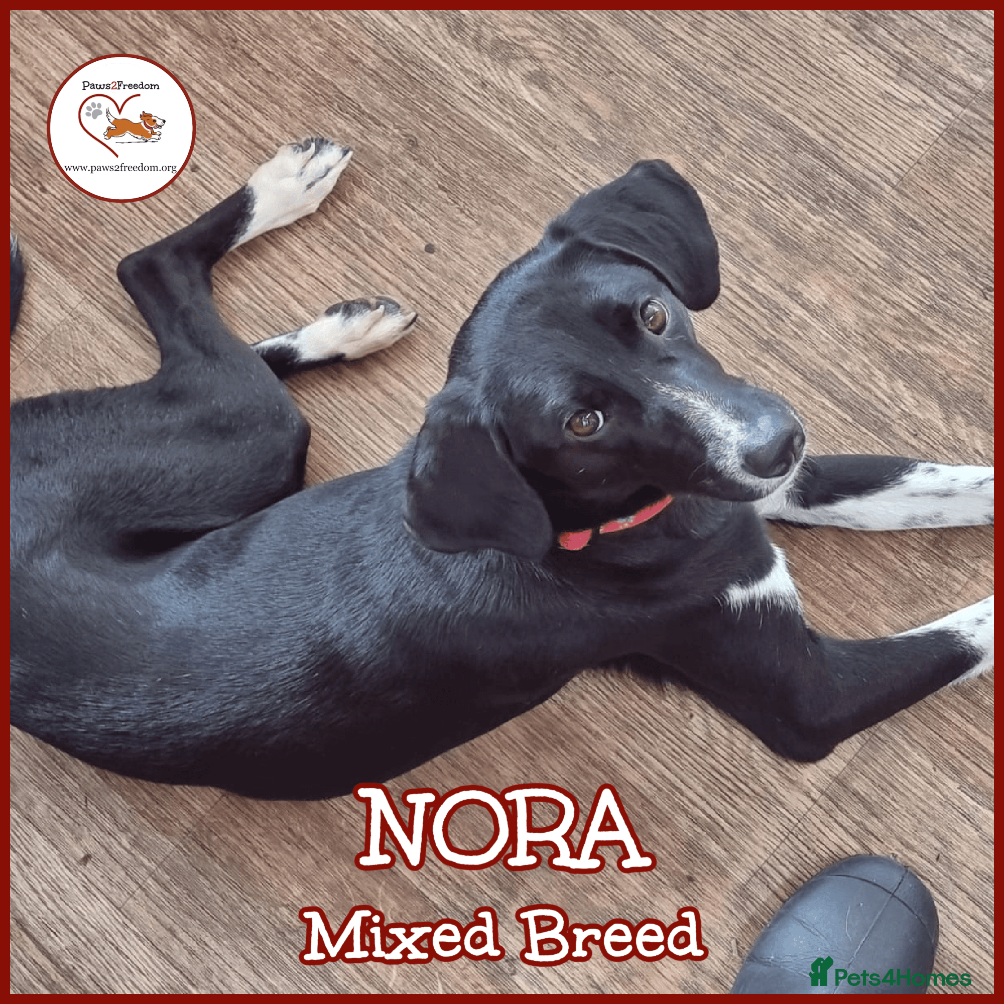 Nora for adoption in cornwall/devon — Mixed Breed
