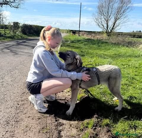 Meet Mars, currently residing in Cheshire photo 5